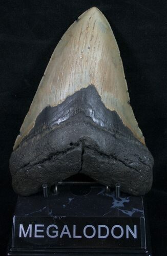 Beautiful Megalodon Tooth - North Carolina #11315